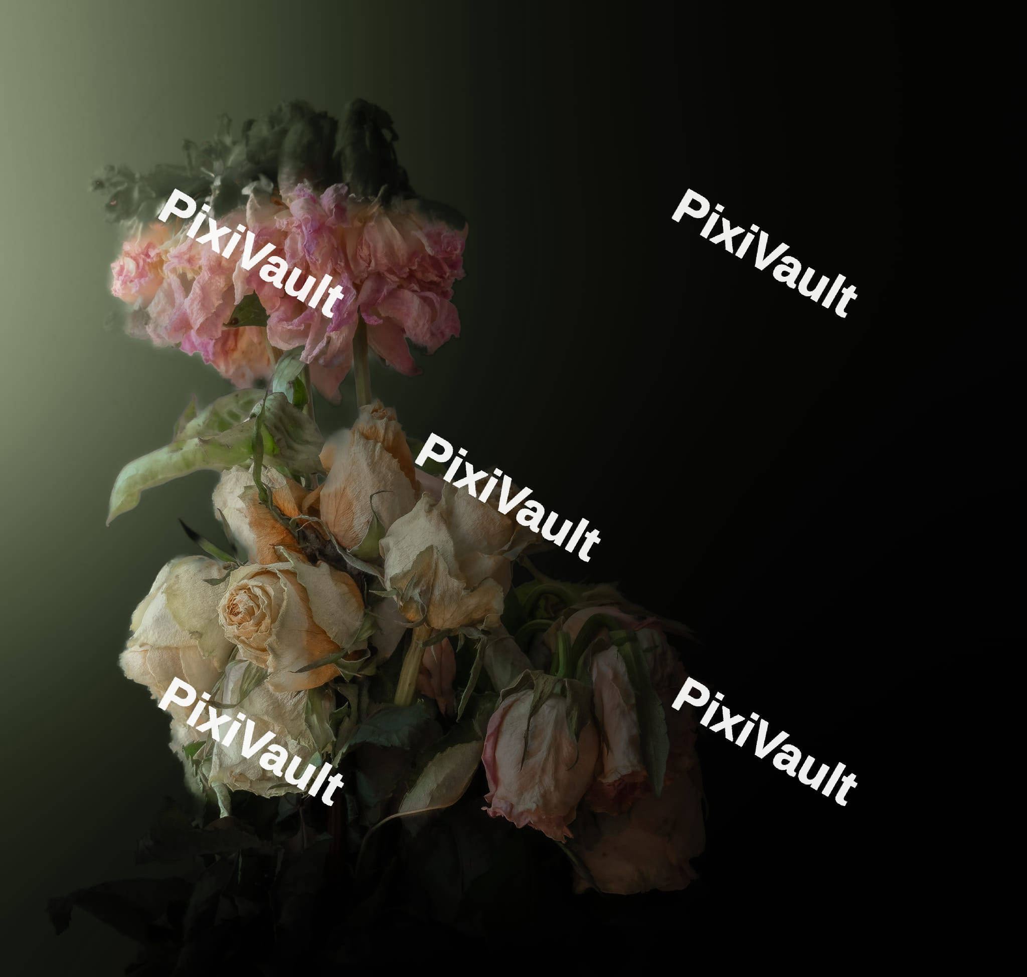 Dried White and Pink Roses